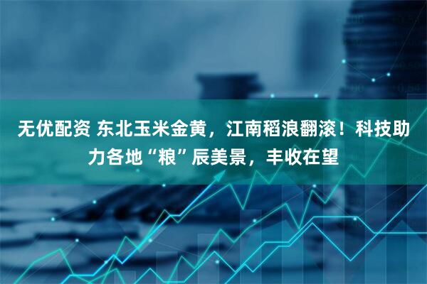 无优配资 东北玉米金黄，江南稻浪翻滚！科技助力各地“粮”辰美景，丰收在望
